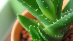 Macro Green thorns aloe growing Aloenobilis
