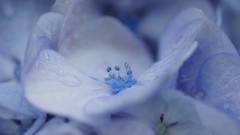 Macro Hydrangeas blue flowers