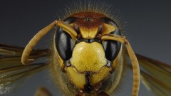 Macro insects f-18 hornet hymenopthera