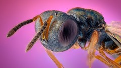 Macro insects hymenopthera