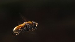 Macro insects slow motion