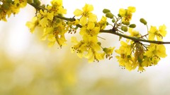 Macro Landscapes Flowers Trees twig spring yellow flowers