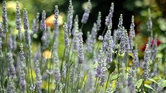 Macro Landscapes nature Herbs