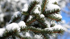 Macro Landscapes nature snow spruce frost depth of field