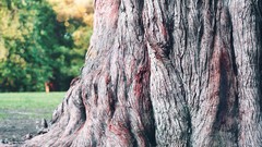 Macro Landscapes nature trunk bark mighty