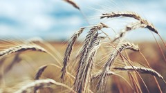 Macro Landscapes nature wheat rye corn stickers