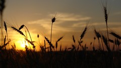 Macro Landscapes sunset spikelets depth of field
