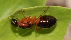 Macro leaves ants insects hymenopthera