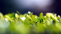 Macro leaves Green Herbs