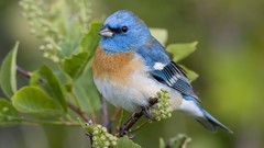 Macro leaves nature Birds Plants depth of field Lazuli Bunting