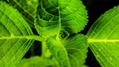 Macro leaves nature Green symmetric