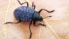 Macro leaves nature insects Beetles bugs coleoptera