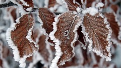 Macro leaves nature snow winter ice hoarfrost