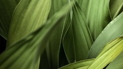 Macro leaves Textures nature Green flora