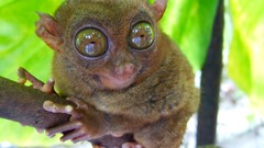 Macro lemurs tarsiers