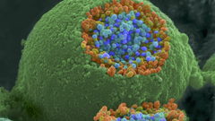 Macro microscopic cells