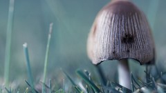 Macro mushrooms fungus