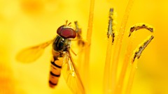 Macro nature bees animal world