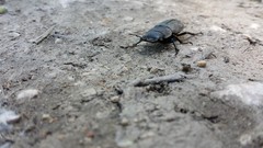 Macro nature beetle insects Bug Dorcus parallelipipedus