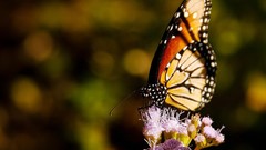 Macro nature butterfly wings