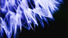 Macro nature close-up Aleksey Yepanchintcev