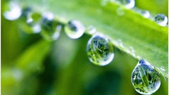 Macro nature close-up Aleksey Yepanchintcev