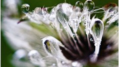 Macro nature close-up Aleksey Yepanchintcev