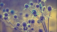 Macro nature close-up Aleksey Yepanchintcev