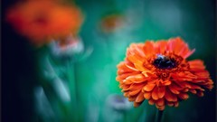 Macro nature close-up Aleksey Yepanchintcev