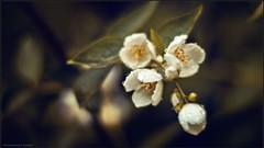 Macro nature close-up Aleksey Yepanchintcev