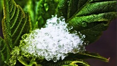 Macro nature close-up Aleksey Yepanchintcev