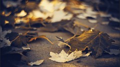 Macro nature close-up Aleksey Yepanchintcev