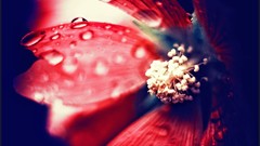 Macro nature close-up Aleksey Yepanchintcev