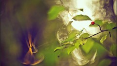 Macro nature close-up Aleksey Yepanchintcev