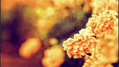 Macro nature close-up Aleksey Yepanchintcev