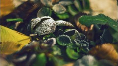 Macro nature close-up Aleksey Yepanchintcev