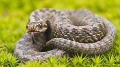 Macro nature close-up snakes Dangerous