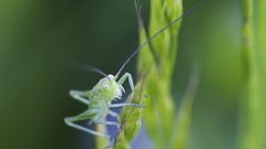 Macro nature crickets