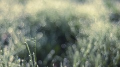 Macro nature dawn bokeh droplet