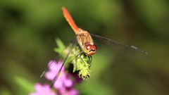 Macro nature dragonfly Garden