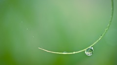 Macro nature droplet