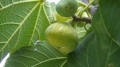 Macro nature figs