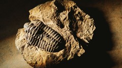 Macro nature fossil