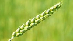 Macro nature grass Green Plants spikelets crops depth of field