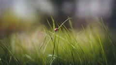 macro nature grass ladybugs Animals insect Plants outdoors