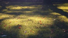Macro nature grass lawn Plants fallen leaves