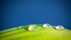 Macro nature grass water drops Green 1923
