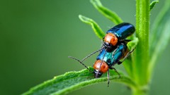 Macro nature Green background stem steam bugs