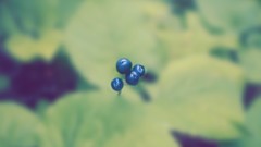 Macro nature Green grapes fruits blurred grapefruits fade fading