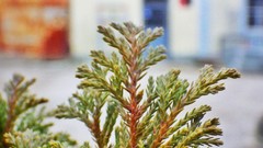 Macro nature Green Plants dust pin Wood blurred background sapin